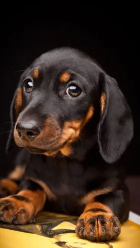 Lindo filhote de teckel miniatura 