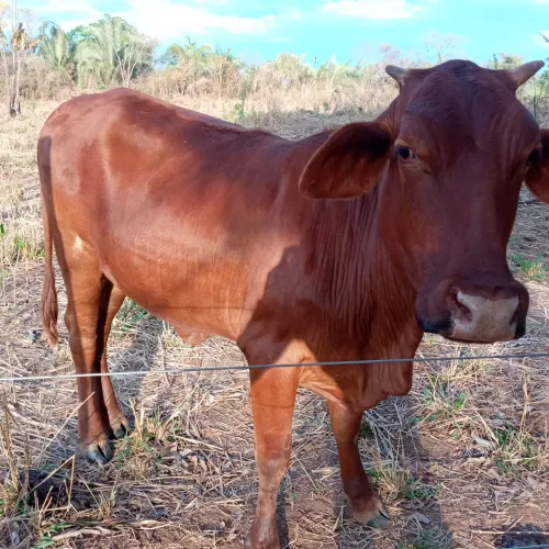 Oportunidade: boi e novilha prontos pra engorda.
