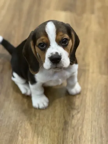 Beagle Esperto e Brincalhão - Vacinado, Vermifugado e Entregamos!