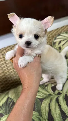 CHIHUAHUA -a beleza em miniatura 