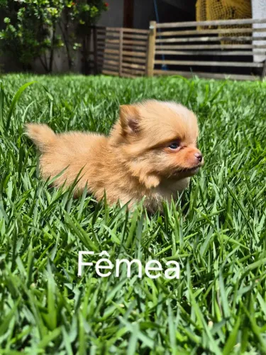 Lindos filhotes porte pequeno raposa