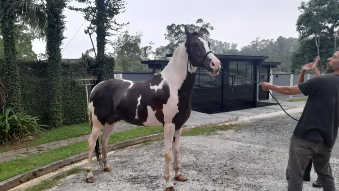 Cavalo Mangalarga Marchador Paulista - Registrado