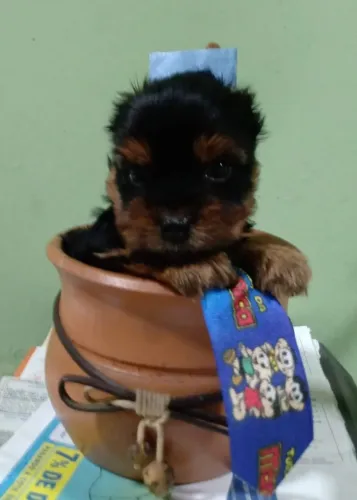 Yorkshire fofo e pequeno.