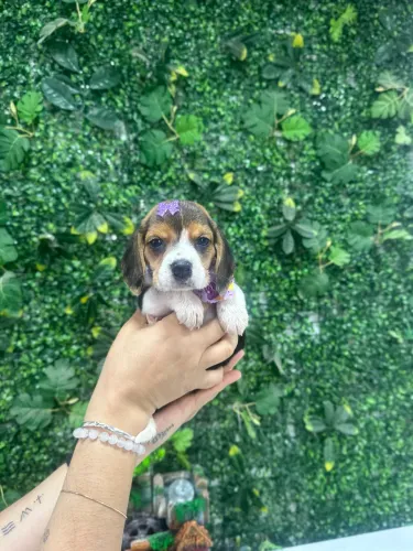 Beagle pet 