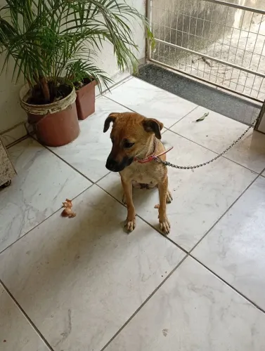Doando cachorro filhote fêmea 