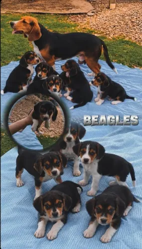 Dachshunds / pugs / Yorkshire / Beagle