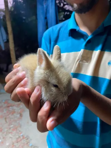 Coelho 