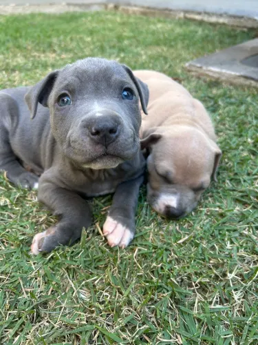 Pitbull