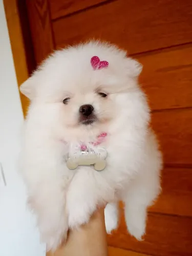 29216-010Filhotes de Spitz alemão anão/ Lulu da Pomerânia