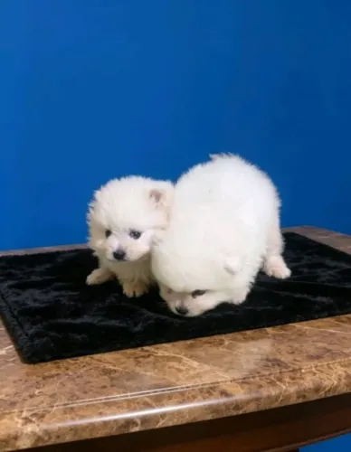 Spitz Alemão Macho Branco de Pequeno Porte