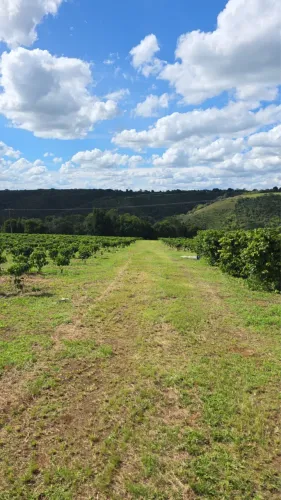 Fazenda de café na Barra do Choça