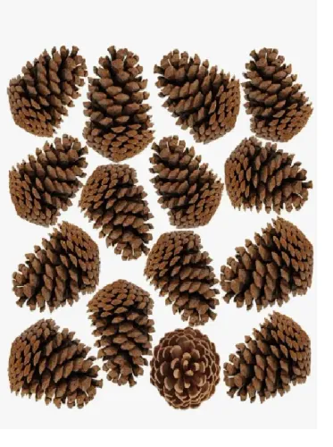 Pinha natural de decoração ou churrasqueira