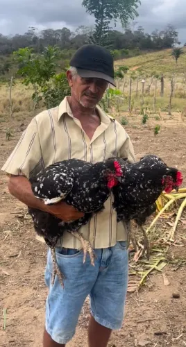 Ovos de Galinha Sertaneja Balão GSB 