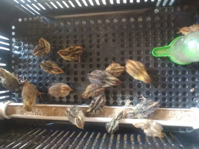 20 codornas com 15 dias de vida 