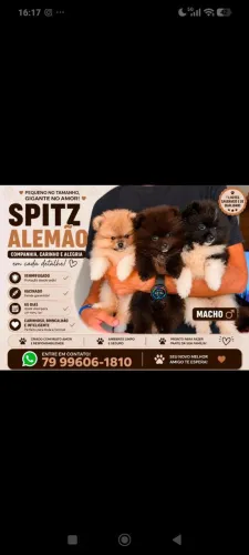 Splitz alemão