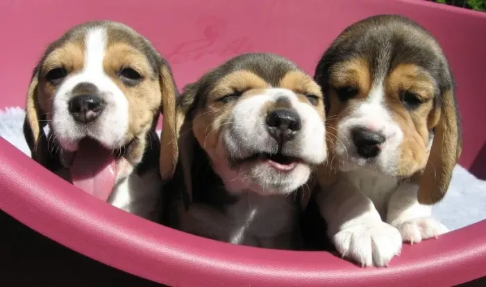 Beagle companhia para familia