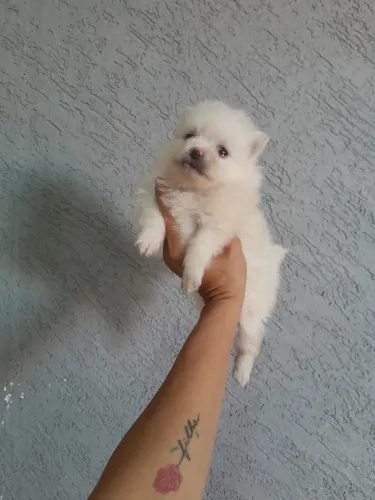 Spitz Alemão Anão mini macho e fêmea