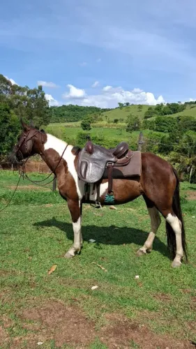Cavalo