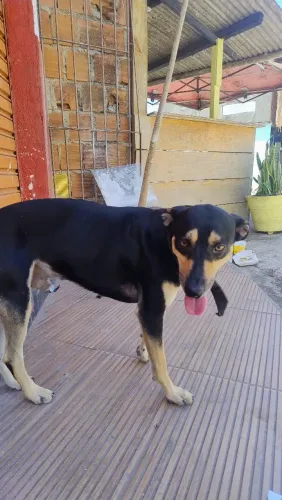 Doação de cachorro