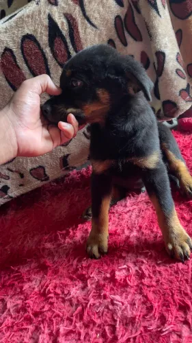 Vendo filhote de Rottweiler puro 