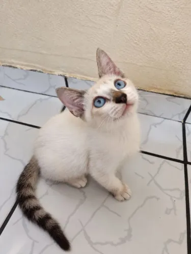 Doação de gato filhote macho