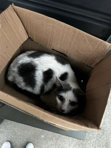 Doação de gata