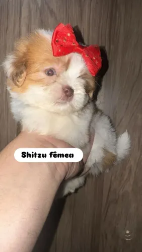 Shitzu