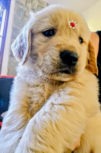 R$ 1.800,00- Lindos filhotes de Golden Retriever