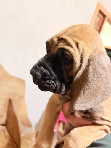 Fila Brasileiro