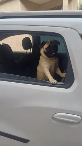 PUG 10 Meses