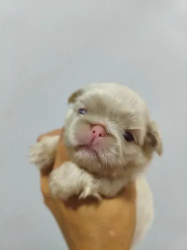 Pequenês Albino (raríssimo)