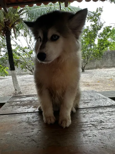 Pomsky