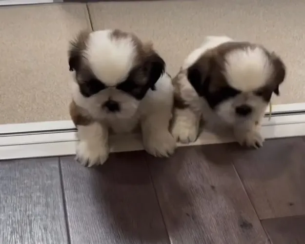 Shih Promoção inédita Filhotes mini shih tzu