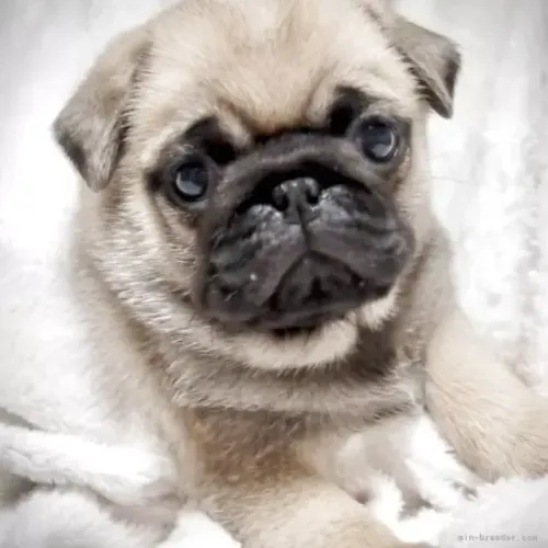 Cãozinho pug linhagem selecionada dócil com saúde garantida em sp