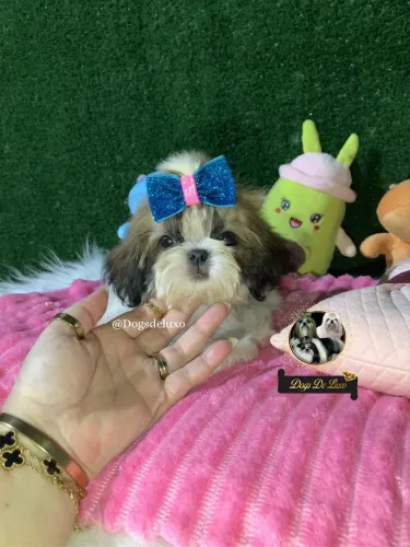 Filhote de Shih-Tzu fêmea a pronta entrega! 10X SEM JUROS.