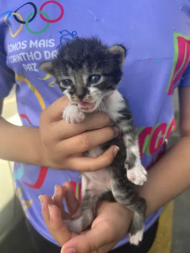 Gatinha para doação