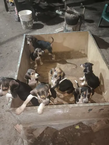 Cachorro Fox hounds americanos