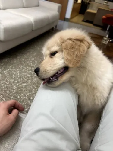 Filhote de Golden Retriver