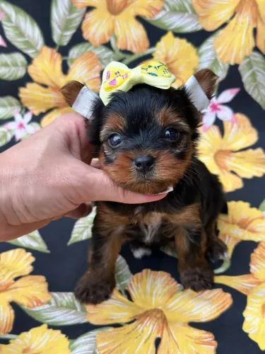 Yorkshire Terrier Fêmea - Reserve já a sua.