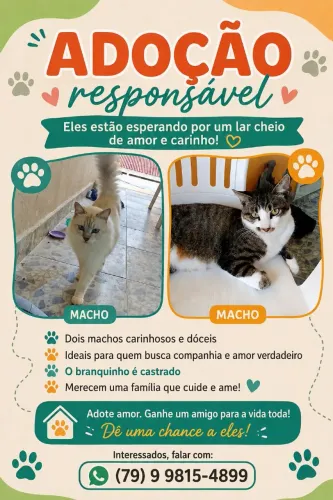 Gatos