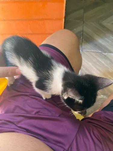 Gatinho para doação