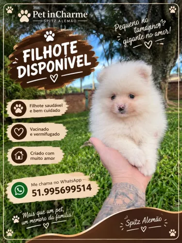 Spitz Alemão encantador ?