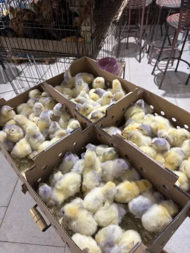 pintinhos
