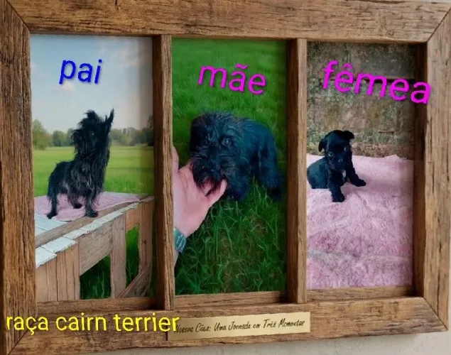 Vendo Cairn terrier<br>Raça de cãesfeme<br>Valor 700,00