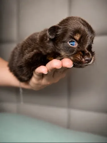 Pinscher miniatura chocolate 
