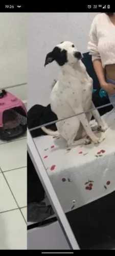 Doação de cachorro macho 