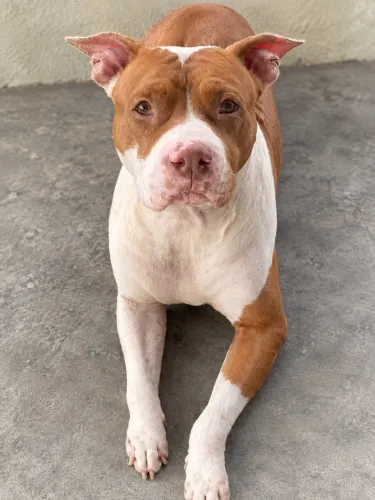 Pitbull fêmea para adoção responsável 