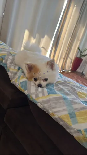 Lulu da pomeranea fêmea em busca de um namoradinho