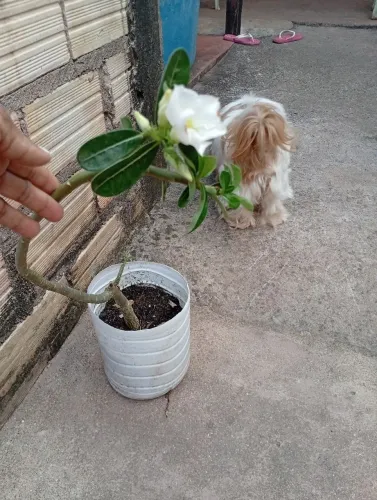 Rosa do deserto