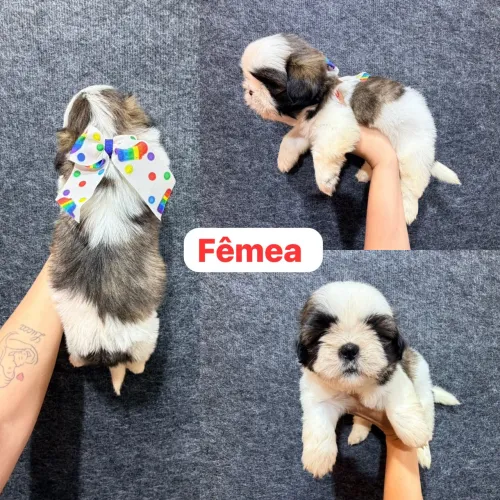 Menina de Shitzu